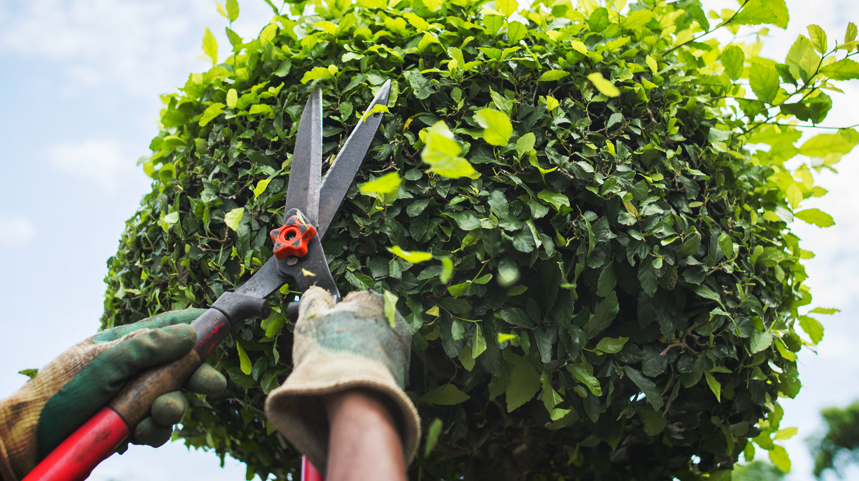 The Importance of Pruning & Trimming