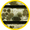 Icon of mold and mildew specimen