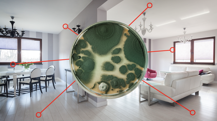 Is Mold Growing in Your Home?