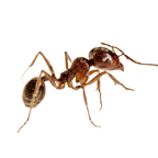 Top Bugs and Insects You Might Find in Your Home This Winter-Ants