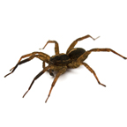 Top Bugs and Insects You Might Find in Your Home This Winter-Spider