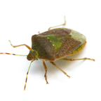 Top Bugs and Insects You Might Find in Your Home This Winter- Stinkbug