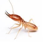 Top Bugs and Insects You Might Find in Your Home This Winter-Termites