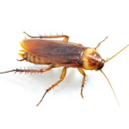 Top Bugs and Insects You Might Find in Your Home This Winter- cockroach