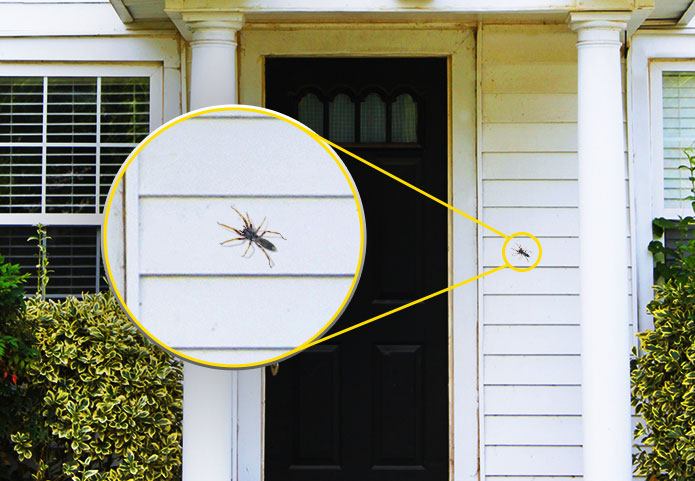 9 Tips to Keep Creepy Crawlers Out of Your Home This Winter