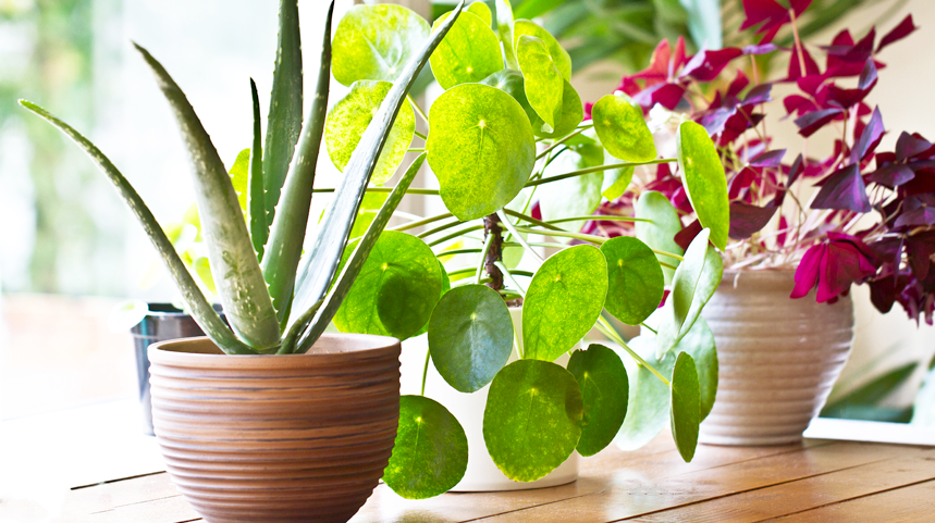 These Are the Houseplants That Can Help You Breathe Better