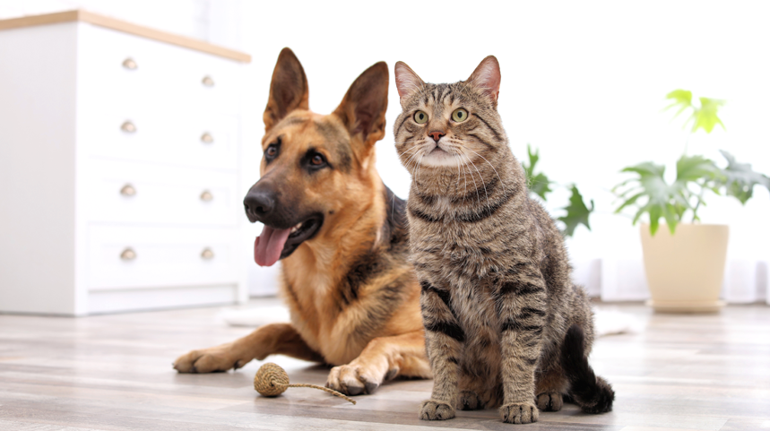Some Ideas to Make Your Home Pet-Friendly